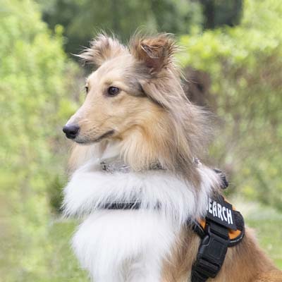 Kaio Search & Rescue Dog